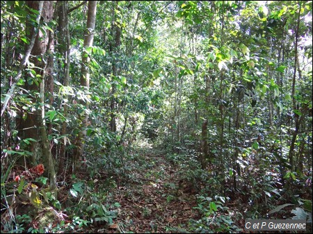 Sentier forestier