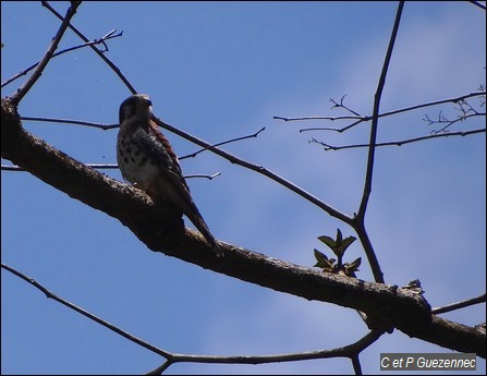 Crécerelle d'Amérique, Falco sparverius