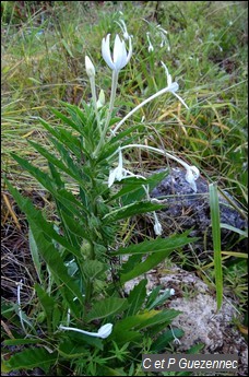 Hippobroma longiflora