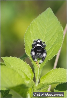 Une araignée Salticidae, Phidippus regius