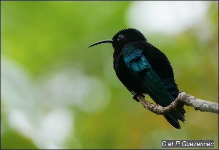 Colibri Madère, Eulampis jugularis