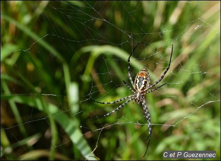 Araignée Argiope trifasciata