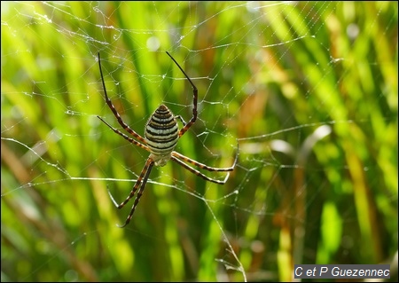 Araignée Argiope trifasciata