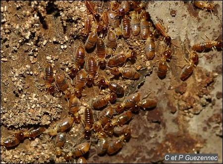 Termites