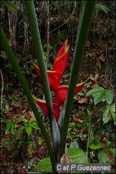 Balisier, Heliconia bihai