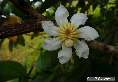 Néflier du Mexique, Bellucia grossularioides