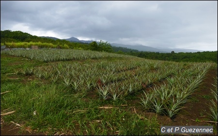 Culture de fruit d'ananas