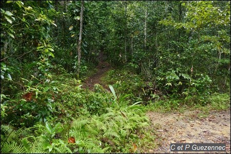 Sur la gauche de la route prendre ce sentier forestier