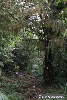 Arbre recouvert de lichen, Usnea barbata