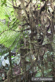 Broméliacée Tillandsia usneoides