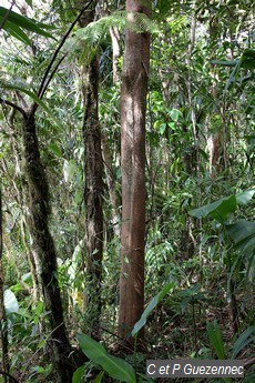 Marbri ou Bois Bandé Richeria grandis 