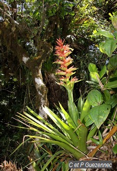 Ananas Guzmania megastachya