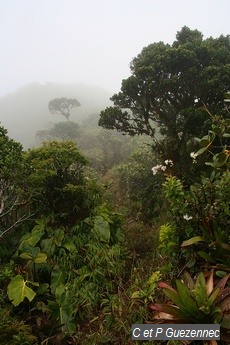 avec du brouillard