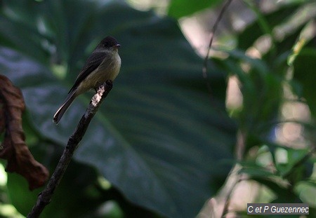 Moucherolle gobe mouche Contopus latirostris