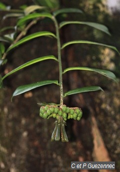 bois-couilles Marcgravia umbellata