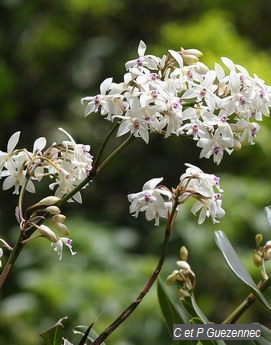 Orchidée Epidendrum patens