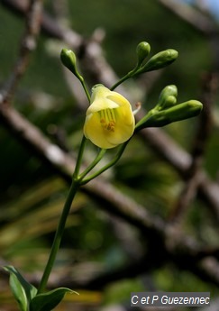 Lis-montagne, Irlbachia frigida