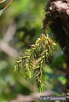 Lycopodium taxifolium. 