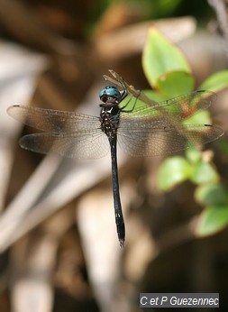 Libellule Brechmorhoga archboldi 
