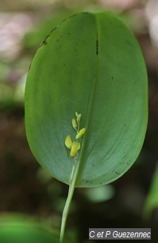 Orchidée Pleurothallis imraei