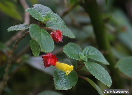 Crête à coq ou fuschia montagne, Alloplectus cristatus