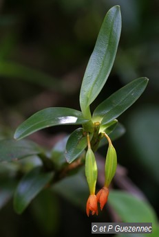 Orchidée Maxillaria inflexa.