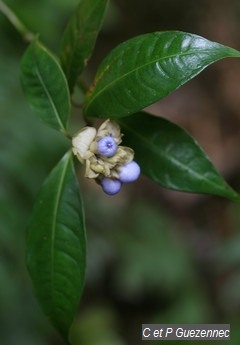 Graine bleue, Psychotria urbaniana