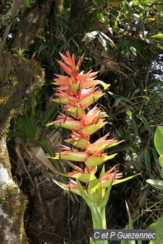 Ananas sauvage-montagne Guzmania megastachya