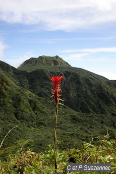 Ananas rouge, Pitcairnia bifrons