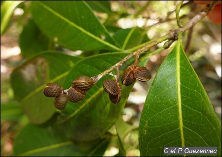 Pilocarpus racemosus