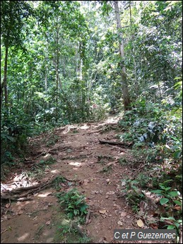 Sentier Forestier