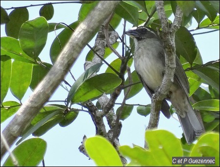 Saltator albicollis