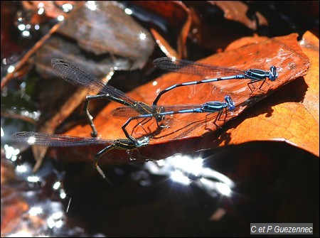 Ponte en tandem, Argia concinna 