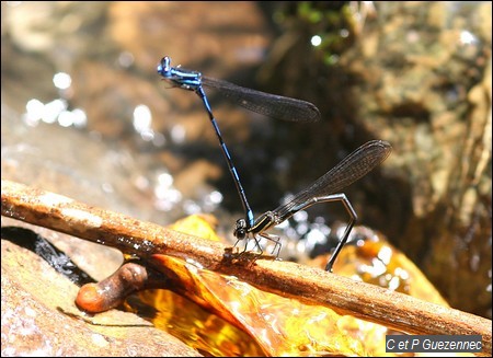 Ponte en tandem, Argia concinna 