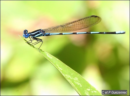 Argia concinna  