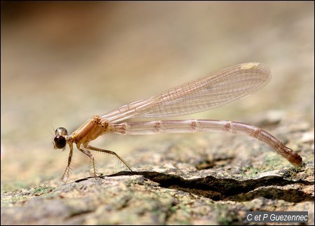 Argia concinna  