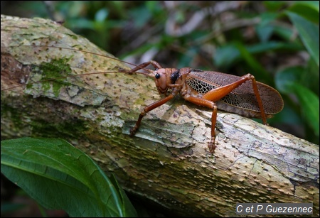 Nesonotus reticulatus