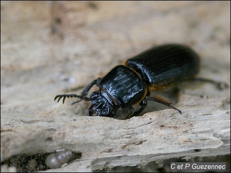 Passalus unicornis