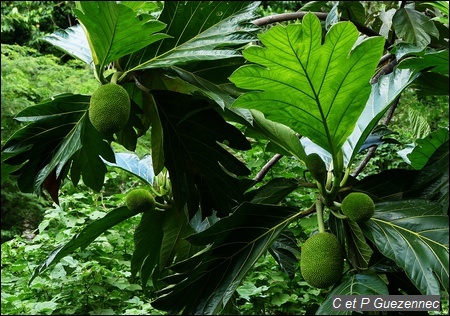 Châtaignier Artocarpus altilis seminifera