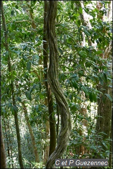 Bauhinia guianensis