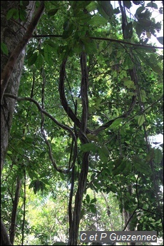 Bauhinia guianensis