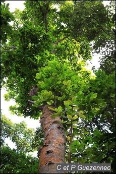 Gommier blanc, Dacryodes excelsa