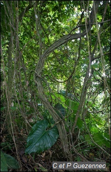 Bauhinia guianensis