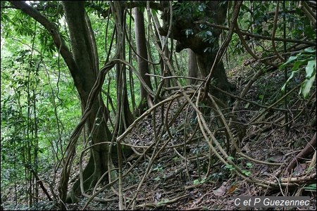 Liane, Bauhinia guianensis.