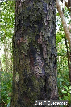  bois-négresse ou barbacoar, Diospyros revoluta