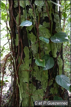  bois-négresse ou barbacoar, Diospyros revoluta