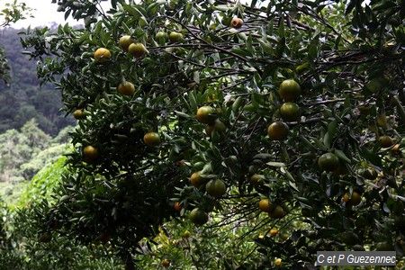 mandarinier, Citrus reticulata