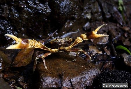 crabe cirique de rivière, Guinotia dentata