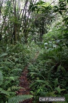 Sentier avec fougère et bambous