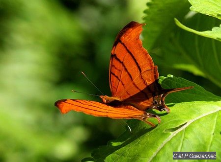 Nymphale du figuier, Marpesia petreus damicorum